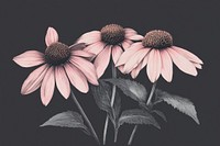 Echinacea flowers illustration art acanthaceae.