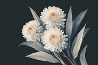 Helichrysum blooms art illustration flowers.