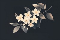 Jasmine flowers art illustration background.