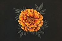 Marigold blooms art illustration background.