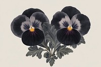 Pansy flowers pansy illustration black.