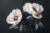 Peony flowers peonies peony art.