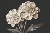 Scabiosa blooms art illustration flower.