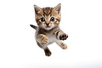 American Short hair cat jumping background kitten white.