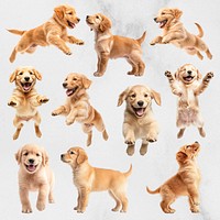 Golden Retriever puppy dog design element set psd