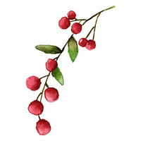 Watercolor illustration of a branch with red berries and green leaves. The berries are vibrant and round, with green leaves adding contrast. Artistic and natural. Holiday watercolor illustration.