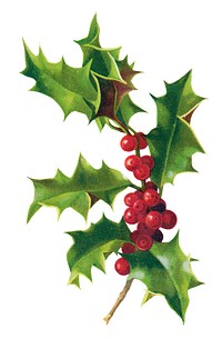 Illustration of holly leaves and red berries. Holly leaves are green and spiky. Red berries cluster on the holly branch. Festive holly design. Vintage holiday illustration isolated on white.