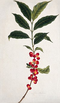 Coffee plant (Coffea arabica): fruiting stem (c.1823) watercolour. Original public domain image from Wellcome Collection. Digitally enhanced by rawpixel.