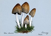 A fungus (Coprinus atramentarius): five fruiting bodies in grass. Watercolour by E. Wheeler, 1893. Original public domain image from Wellcome Collection. Digitally enhanced by rawpixel. 