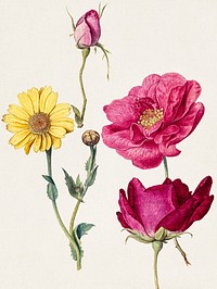 A Sheet of Studies with French Roses and an Oxeye Daisy by Jacques Le Moyne de Morgues. Original public domain image from Getty Museum. Digitally enhanced by rawpixel. 