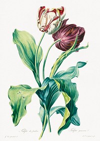 Tulipe des Jardins, from Fleurs Dessinees d'apres Nature. Original from the Minneapolis Institute of Art. Digitally enhanced by rawpixel. 