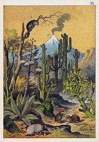 A desert landscape with large cacti, jerboas and an armadillo. Colour lithograph. Original public domain image from Wellcome Collection. Digitally enhanced by rawpixel.