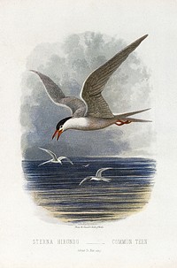 A common tern (Sterna hirundo). Colour lithograph, ca. 1875. Original public domain image from Wellcome Collection. Digitally enhanced by rawpixel.