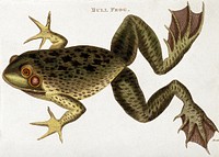 A bull frog. Coloured etching by J. Heath, 1802. Original public domain image from Wellcome Collection. Digitally enhanced by rawpixel.