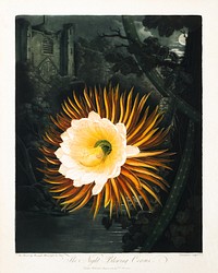 The Night-Blowing Cereus (1800) print in high resolution by Robert John Thornton. Original from the Minneapolis Institute of Art. Digitally enhanced by rawpixel.