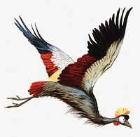 The South African crowned crane in mid-flight. Chromolithograph. Digitally enhanced by rawpixel.