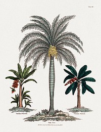 Two banana plants (Musa species) and a date palm tree. Coloured engraving, c. 1827. Digitally enhanced by rawpixel.