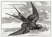 A swallow in flight. Engraving, ca. 1690, after F. Barlow. Digitally enhanced by rawpixel.