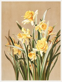             Daffodils           by Ellen Thayer Fisher. Digitally enhanced by rawpixel.