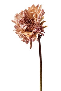 Withered flower on a long stem, showcasing dried petals. The withered flower highlights natural decay, with dried petals and a long, slender stem. Floral element isolated on white background.