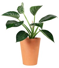 A lush green potted plant with broad leaves in a terracotta pot. The plant's vibrant leaves and terracotta pot create a natural, earthy aesthetic. Plant photo element isolated on white background.