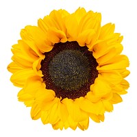 Bright yellow sunflower with vibrant petals. Sunflower center is dark and textured. Sunflower petals radiate outward. Sunflower on a white background. Isolated on white background