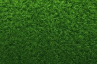 Green grass texture background green outdoors nature.