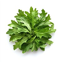 1 real frillice leaf salad leaves vegetable arugula.