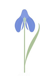 California bluebell flower illustration simple asteraceae.