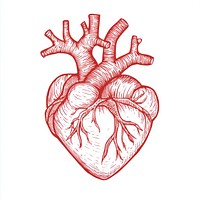 Heart illustration drawing sketch.