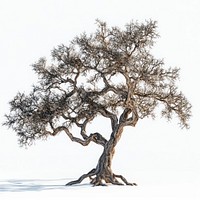 Oak tree art illustration minimalist.