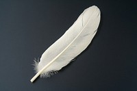 White feather background isolated simple.