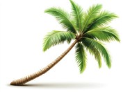 A single coconut palm tree leaves plant green.