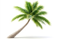 A single coconut palm tree leaves green leaf.