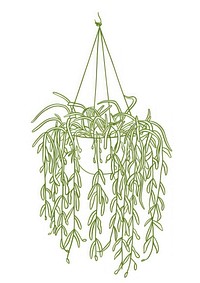 Hanging Spider plant illustration green line.