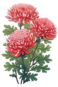 Chrysanthemum flowers plant red.