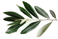 Olive leaf plant element olive.