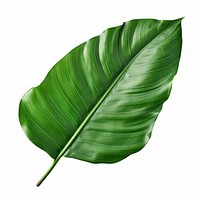 Banana leaves leaf plant green.