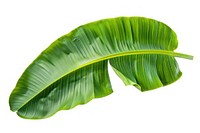 Banana leaf plant element botanical.