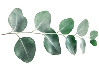 Eucalyptus leaf leaves plant eucalyptus leaves.