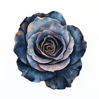 Aesthetic black rose flower petals art.