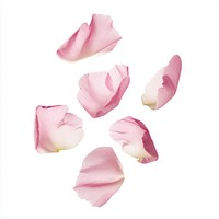 Pink flower petals rose soft arrangement.