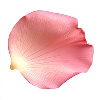 Pink flower petal photography botanical delicate.