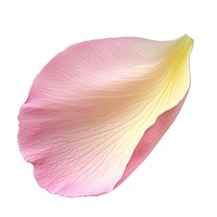 Pink flower petal botanical delicate blossom.