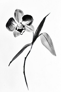 Orchid orchid flower black.