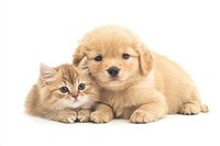 Cute dog and cat together animals kitten.