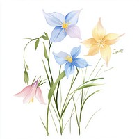 Aesthetic spring Columbine flower flowers art illustration.