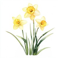 Aesthetic spring Daffodil flower daffodils flowers illustration.