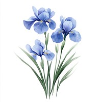 Aesthetic spring Iris flower iris illustration watercolor.