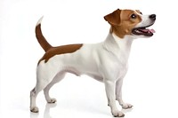 Jack Russell background russell terrier.